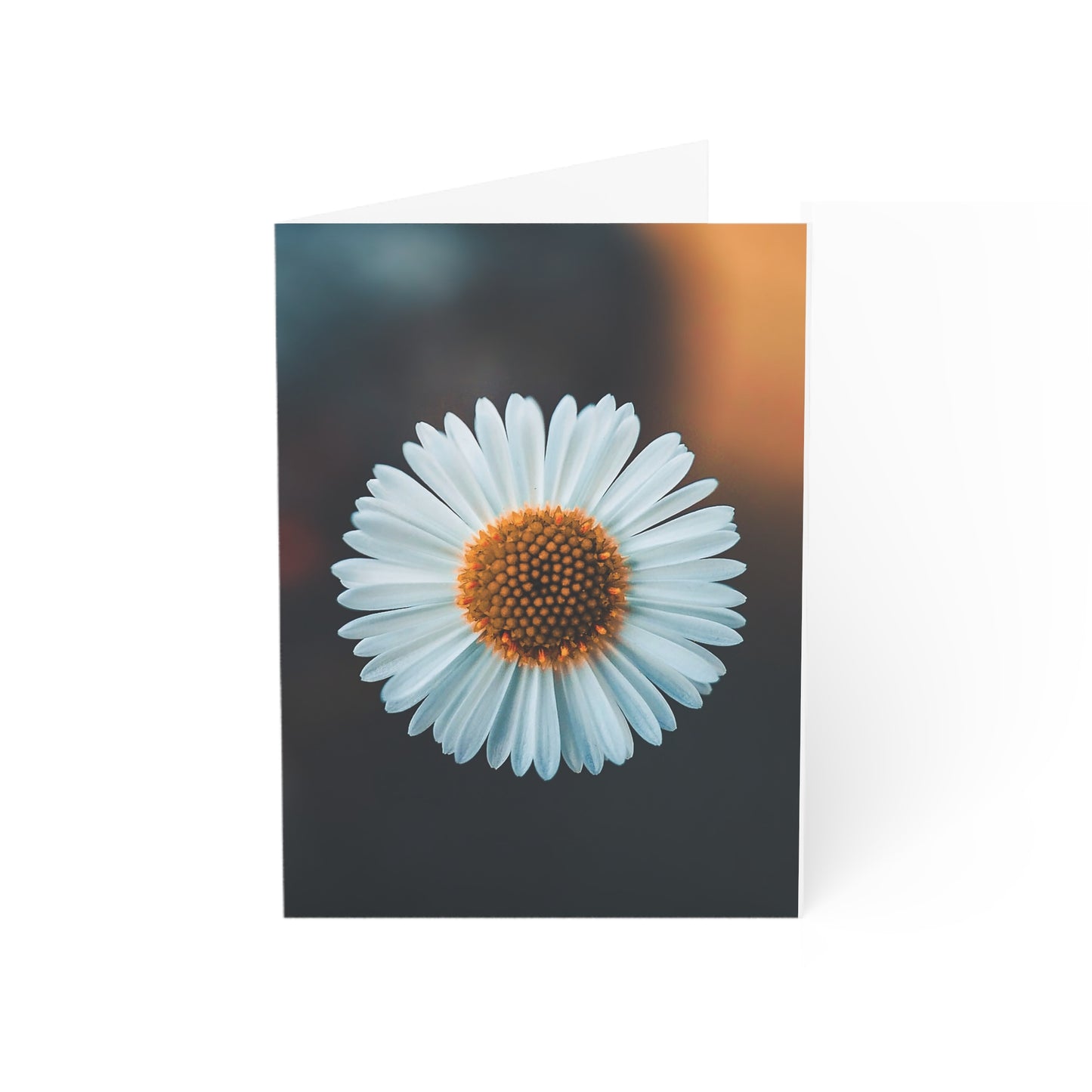 White Daisy - Single Square Greetings Card
