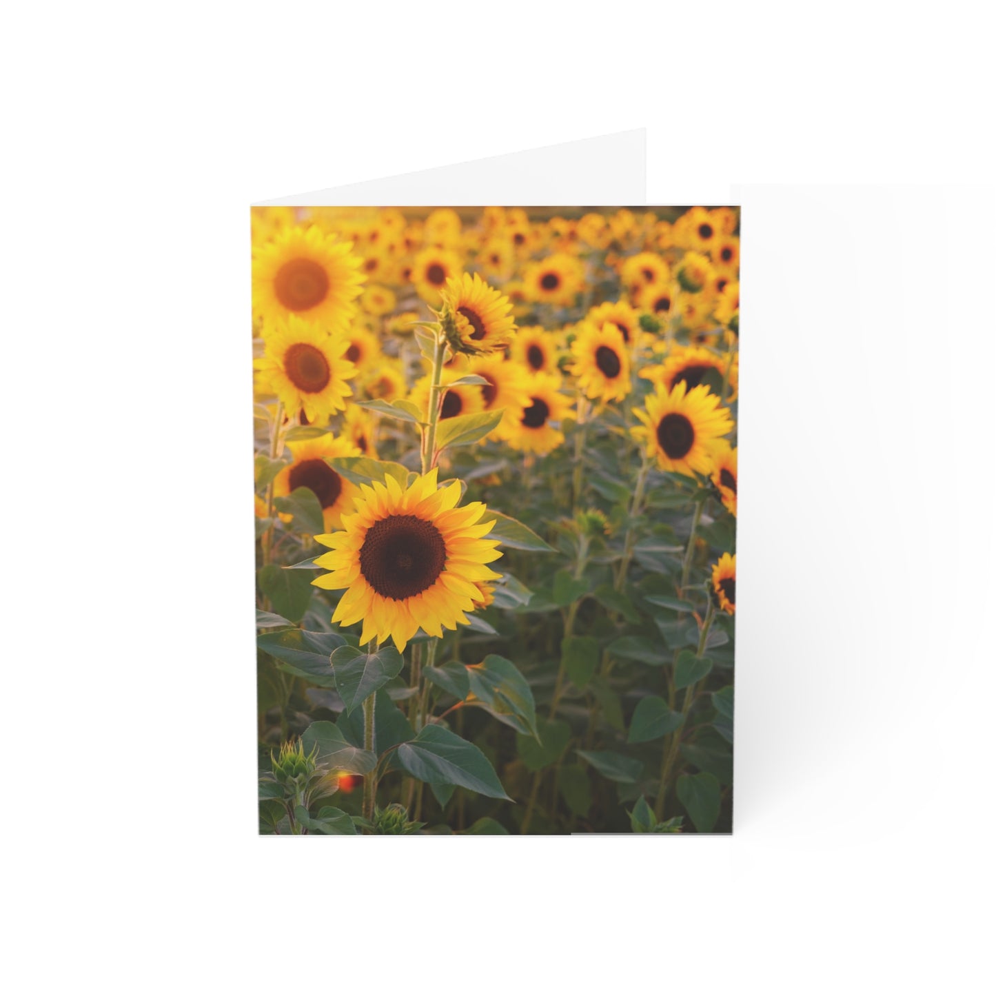 Sunflower Field - Single Square Greetings Card