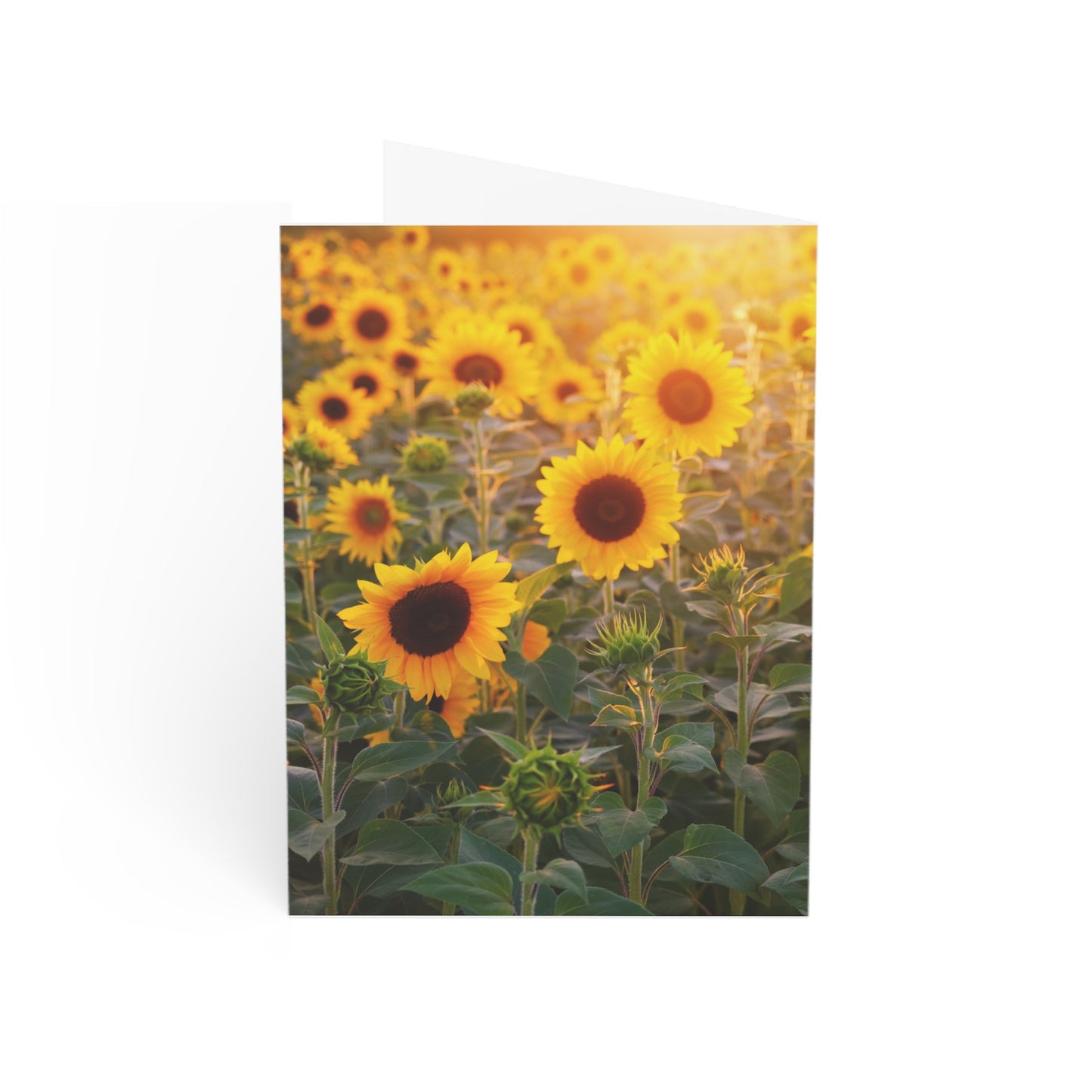 Sunflower Field - Single Square Greetings Card