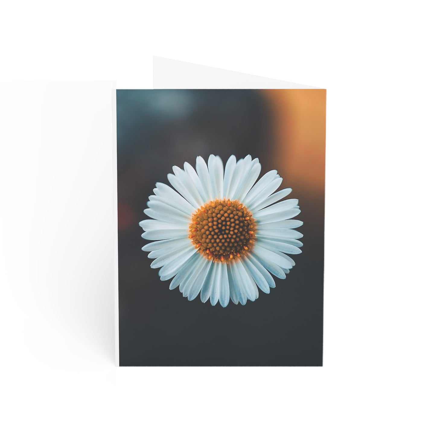 White Daisy - Single Square Greetings Card
