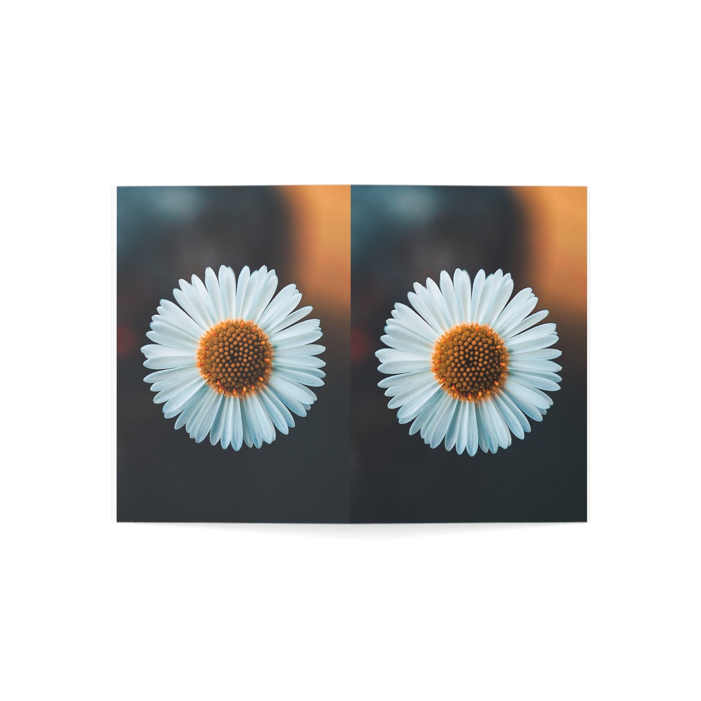 White Daisy - Single Square Greetings Card
