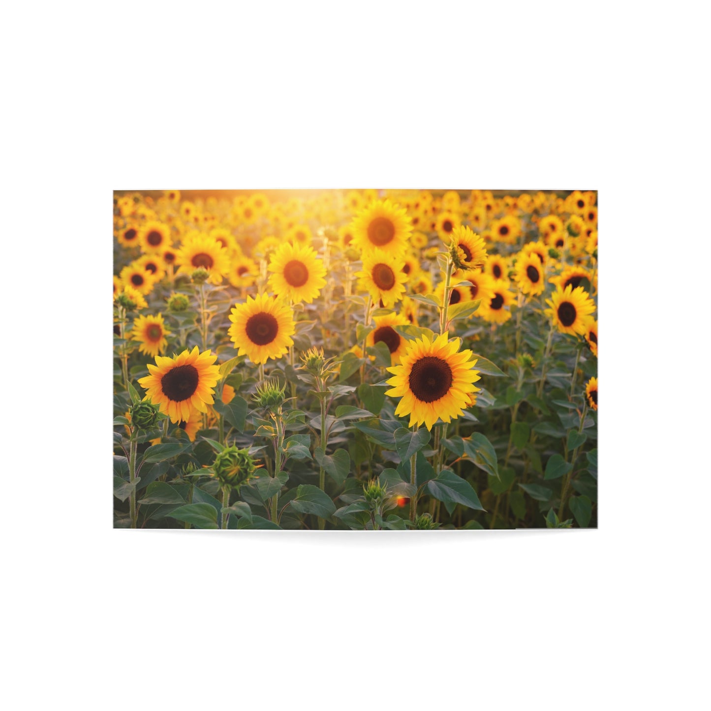 Sunflower Field - Single Square Greetings Card